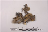 藏品(鬚梅花衣)的圖片